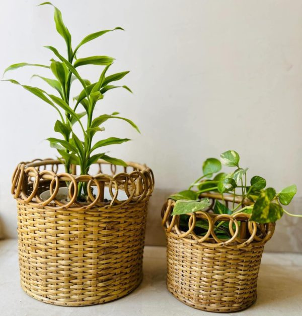 Handmade Jilapi Bamboo Planter – Available in Multiple Sizes - Image 2